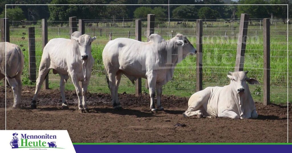Wan de Korral nich goot affdräniert, jeft et keen effizientes Konfinement / Foto: Publiagro