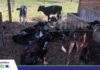 Plan Kaliber: De Kjalwa-Tucht es de Schlötel fa een produktiv un rentabel Melkherd De Tokunft vun de Melkkoh fängt aun bie de Kjalw. Foto: Publiagro