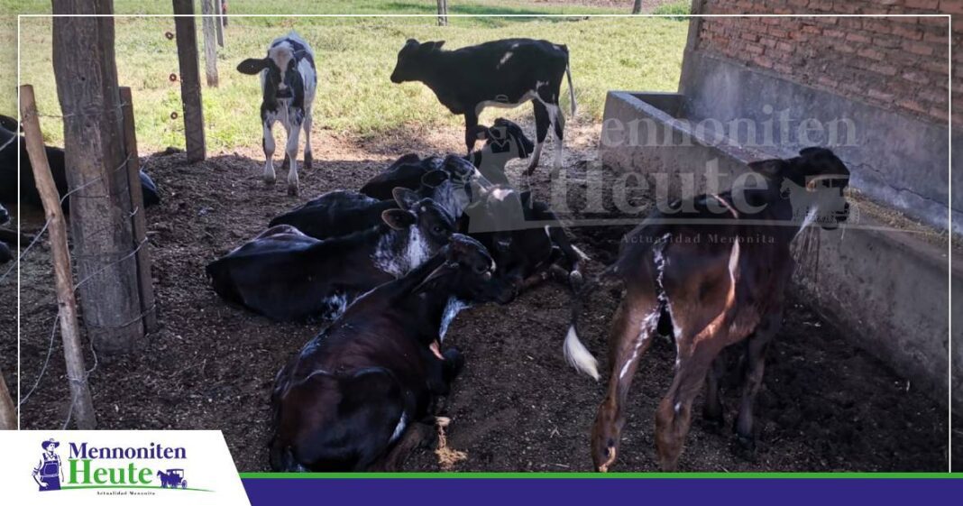 FOTO NOTAS WEB MENNONITEN De Tokunft vun de Melkkoh fängt aun bie de Kjalw. Foto: Publiagro