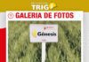 📷Galería de fotos | Genesis nueva variedad de Trigo