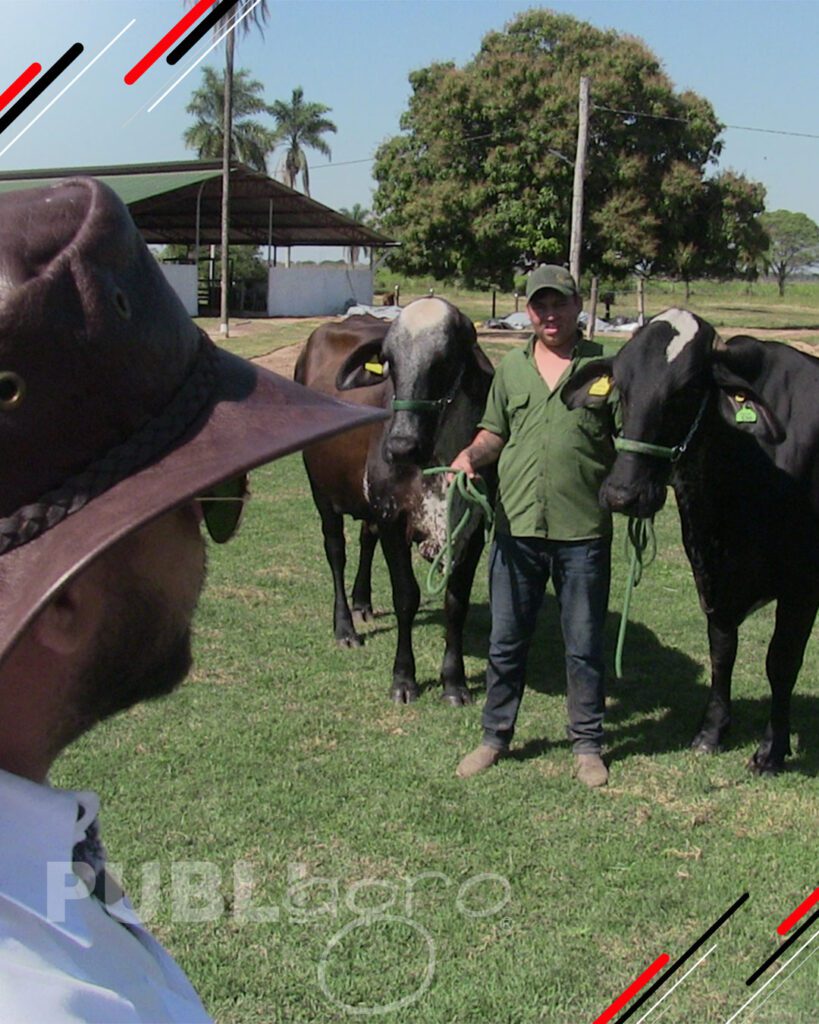 Quinto-remate-Girolando-Nacional1