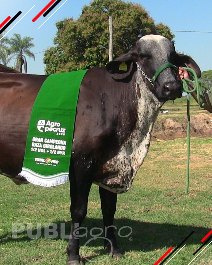 Quinto-remate-Girolando-Nacional4