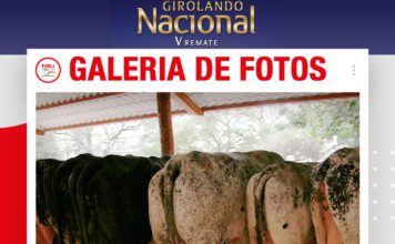 📷Galería de fotos | Remate Girolando Nacional de Las Maras