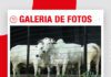 📷Galería de fotos | Remate Hacienda Nelorí: Vaquillas TOP