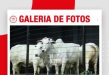 📷Galería de fotos | Remate Hacienda Nelorí: Vaquillas TOP