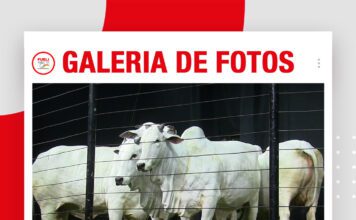 📷Galería de fotos | Remate Hacienda Nelorí: Vaquillas TOP
