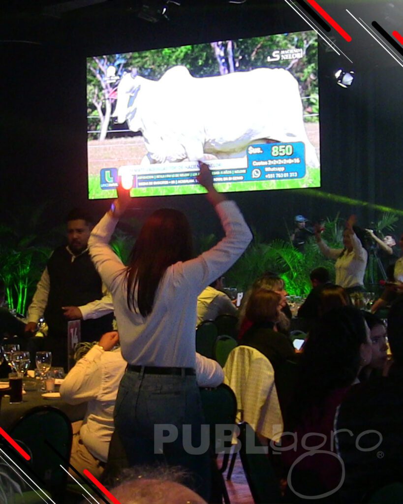 Remate-Hacienda-Nelorí28