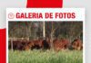 📷Galería de fotos | Cabaña Sindi El Shofar en Expocruz 2026