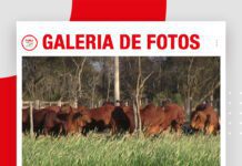 📷Galería de fotos | Cabaña Sindi El Shofar en Expocruz 2026