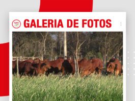 📷Galería de fotos | Cabaña Sindi El Shofar en Expocruz 2026