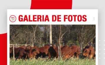 📷Galería de fotos | Cabaña Sindi El Shofar en Expocruz 2026