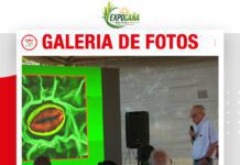 📷Galería de fotos | El Silicio, el elemento olvidado