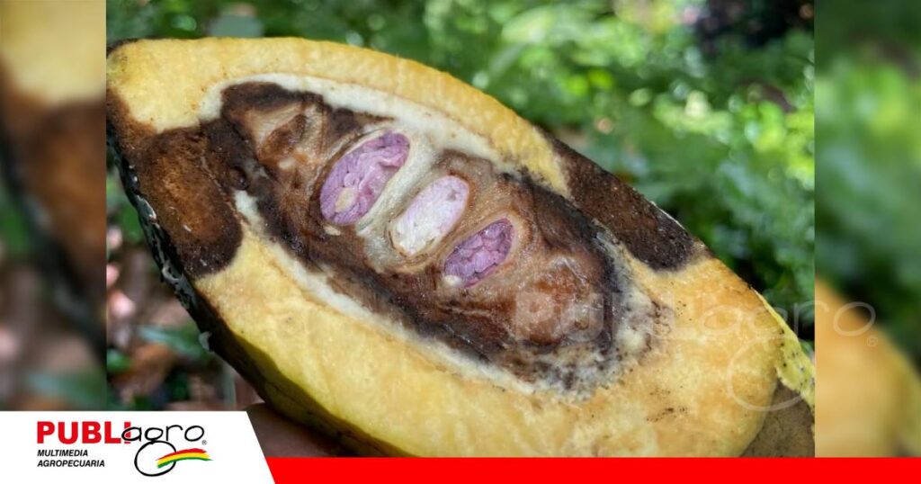 La constancia, la principal defensa contra la moniliasis del cacao/ Foto: Internet