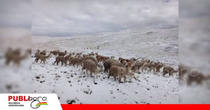 Nevadas generan alerta por camélidos, vicuñas y suris/ Foto: Internet