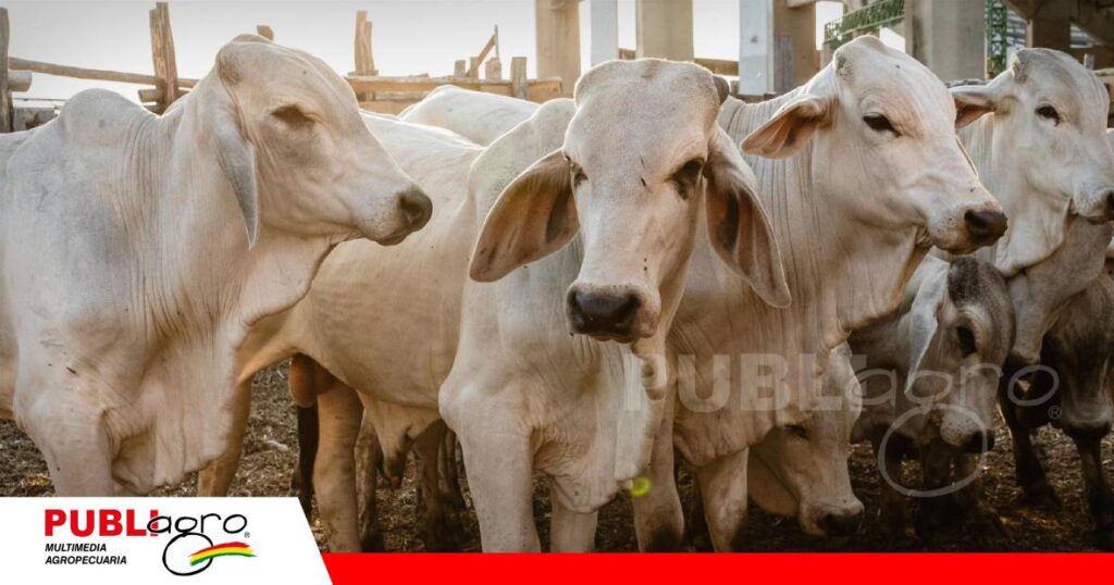 FOTO NOTAS WEB (10) Planificar hoy para asegurar el futuro de las empresas agropecuarias/ Foto: Internet