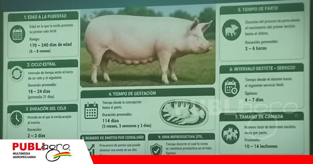 FOTO NOTAS WEB (10) Característica para seleccionar a una cerda reproductora/ Foto: Publiagro