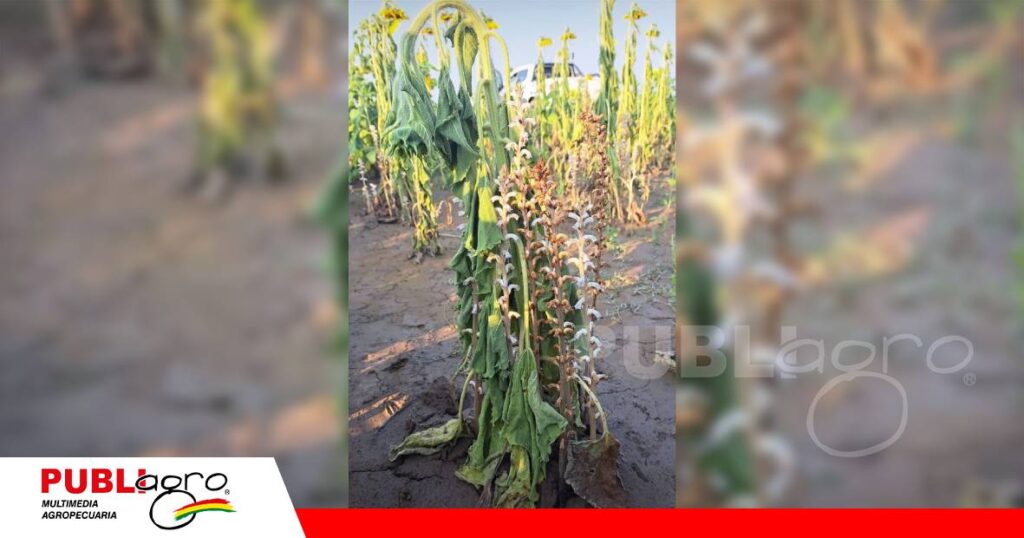 FOTO NOTAS WEB (10) San Julián y las zonas girasoleras se preparan para enfrentar al jopo/ Foto: Internet
