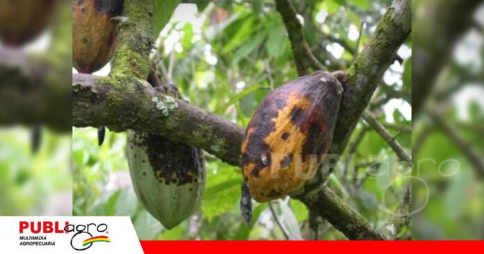 Prevenir la moniliasis es clave para proteger el cacao/ Foto: Internet