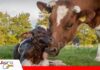 Leptospirosis bovina: una amenaza silenciosa para la reproducción y la producción Como identificara la leptospirosis/ Foto: Internet