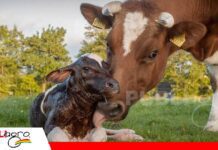 Leptospirosis bovina: una amenaza silenciosa para la reproducción y la producción Como identificara la leptospirosis/ Foto: Internet