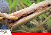 Manejo integrado de plagas: una estrategia más inteligente para proteger la caña La incidencia del barrenador de la caña/ Foto: Internet