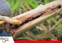 Manejo integrado de plagas: una estrategia más inteligente para proteger la caña La incidencia del barrenador de la caña/ Foto: Internet