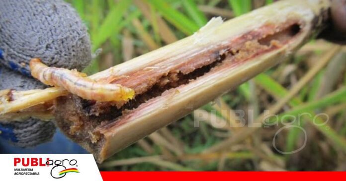 FOTO NOTAS WEB (14) La incidencia del barrenador de la caña/ Foto: Internet