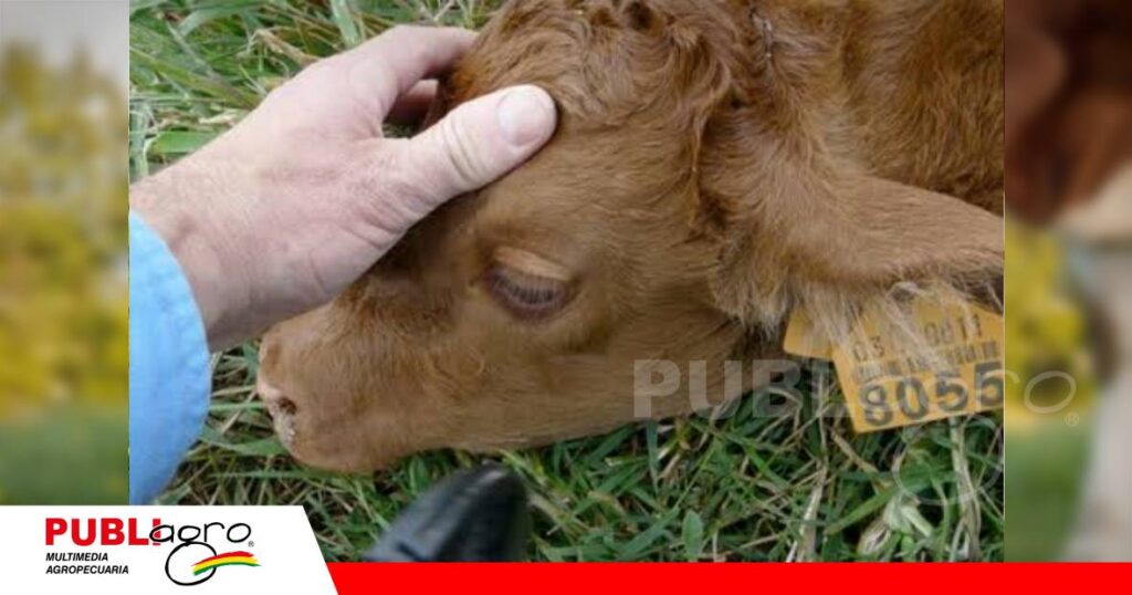 FOTO NOTAS WEB (15) Una enfermedad contagiosa que puede ser transmitida por el agua/ Foto: Internet