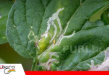 Minador de la hoja amenaza los brotes jóvenes de los cítricos El minador que daña los cítricos casi sin ser visto/ Foto: Internet