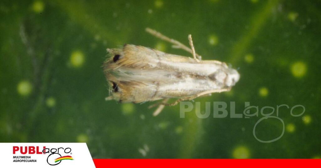 Minador de la hoja, observar, identificar y actuar a tiempo/ Foto: Internet