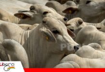Como se conecta la reproducción con la nutrición Estrategias para evitar errores en el campo/ Foto: Totalpec