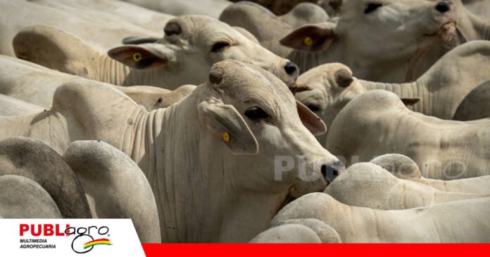 FOTO NOTAS WEB (20) Estrategias para evitar errores en el campo/ Foto: Totalpec