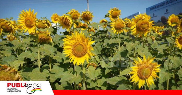 El girasol crece con nuevas variedades y tecnología/ Foto: Publiagro