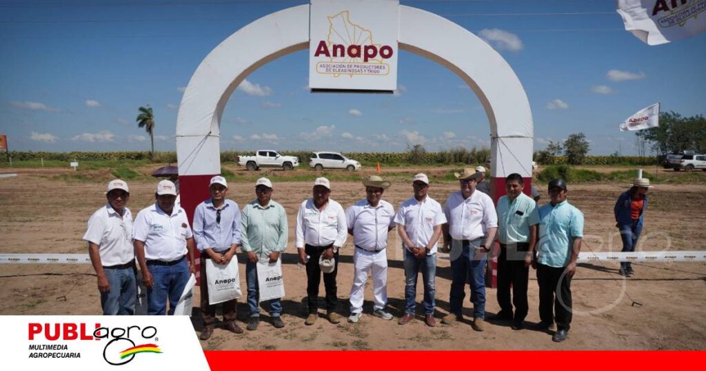 Dia Nacional del girasol impulsado por ANAPO/ Foto: Publiagro