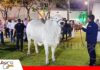 La Expocruz 2026 registrará un récord de 19 remates de bovinos Las cabañas preparan a sus mejores animales para compartir genética en los remates/ Foto: Internet