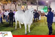 La Expocruz 2026 registrará un récord de 19 remates de bovinos Las cabañas preparan a sus mejores animales para compartir genética en los remates/ Foto: Internet