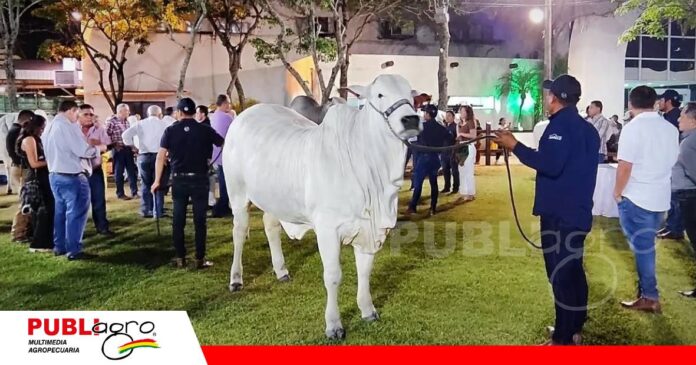 Las cabañas preparan a sus mejores animales para compartir genética en los remates/ Foto: Internet
