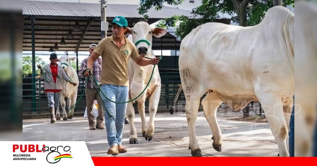 El sector pecuario de la feria informa que son más de 900 animales para la feria/ Foto: Internet