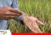 Arroceros del Beni advierten que el alza del combustible encarecerá el arroz Arroceros alertan por mayor costo de producción y posible alza del arroz/ Foto: Internet