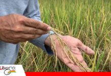 Arroceros del Beni advierten que el alza del combustible encarecerá el arroz Arroceros alertan por mayor costo de producción y posible alza del arroz/ Foto: Internet