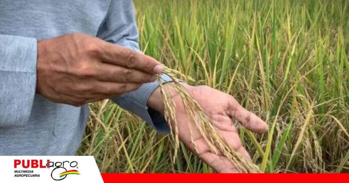 Arroceros alertan por mayor costo de producción y posible alza del arroz/ Foto: Internet