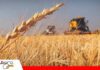 Productores de trigo registran pérdidas, deudas y falta de diésel: “Nos están quitando el pan de la boca” El trigo se pierde en el campo y los productores claman por diésel/ Foto: Internet