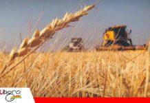 Productores de trigo registran pérdidas, deudas y falta de diésel: “Nos están quitando el pan de la boca” El trigo se pierde en el campo y los productores claman por diésel/ Foto: Internet