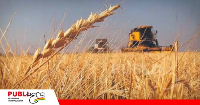 El trigo se pierde en el campo y los productores claman por diésel/ Foto: Internet