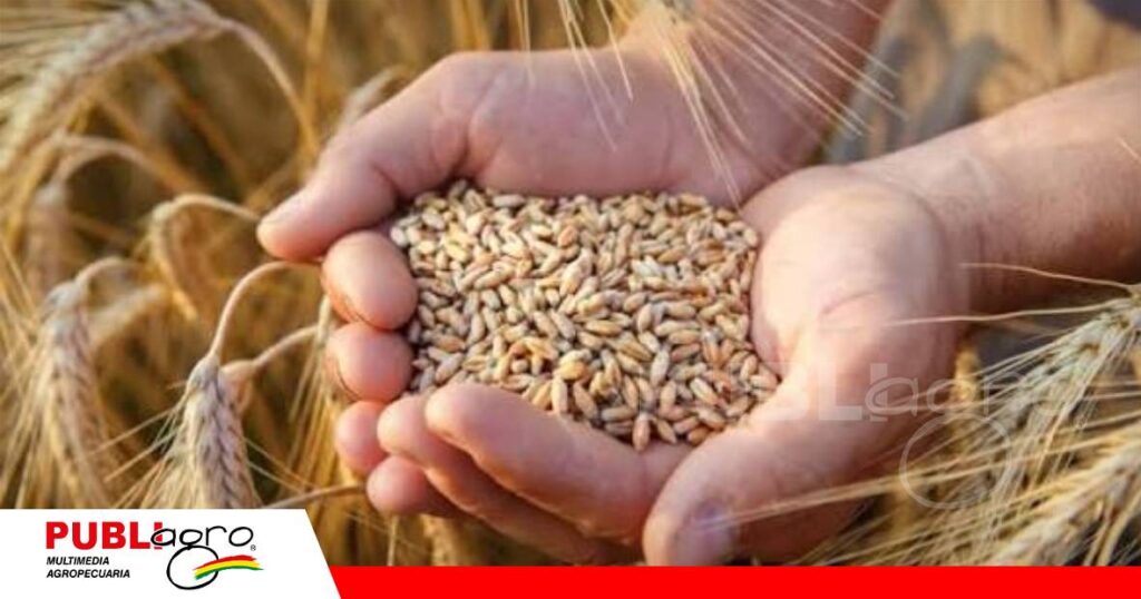 Productores de trigo pierde toda esperanza con el trigo/ Foto: Internet