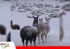 Nieve y frío extremo ponen en riesgo a 165.000 animales en el sudoeste potosino 165.000 camélidos y ovejas están en riesgo/ Foto: Internet
