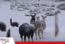 Nieve y frío extremo ponen en riesgo a 165.000 animales en el sudoeste potosino 165.000 camélidos y ovejas están en riesgo/ Foto: Internet