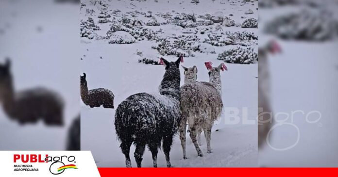 165.000 camélidos y ovejas están en riesgo/ Foto: Internet