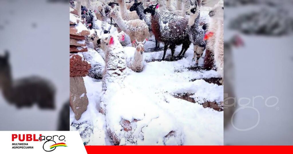 La nieve deja sin alimento a miles de llamas y ovejas/ Foto: Internet