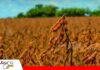 Anapo califica de inviable el Decreto 5676 y advierte riesgo para la campaña agrícola y pequeños productores El impacto del precio del diésel caerá sobre los precios de los alimentos/ Foto: Internet